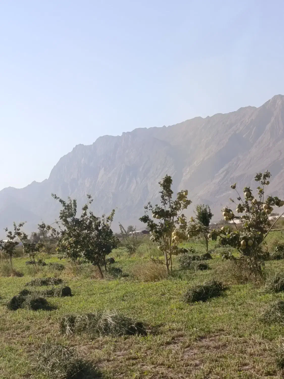 زمین کشاورزی راین|فروش زمین و ملک کلنگی|راین, |دیوار