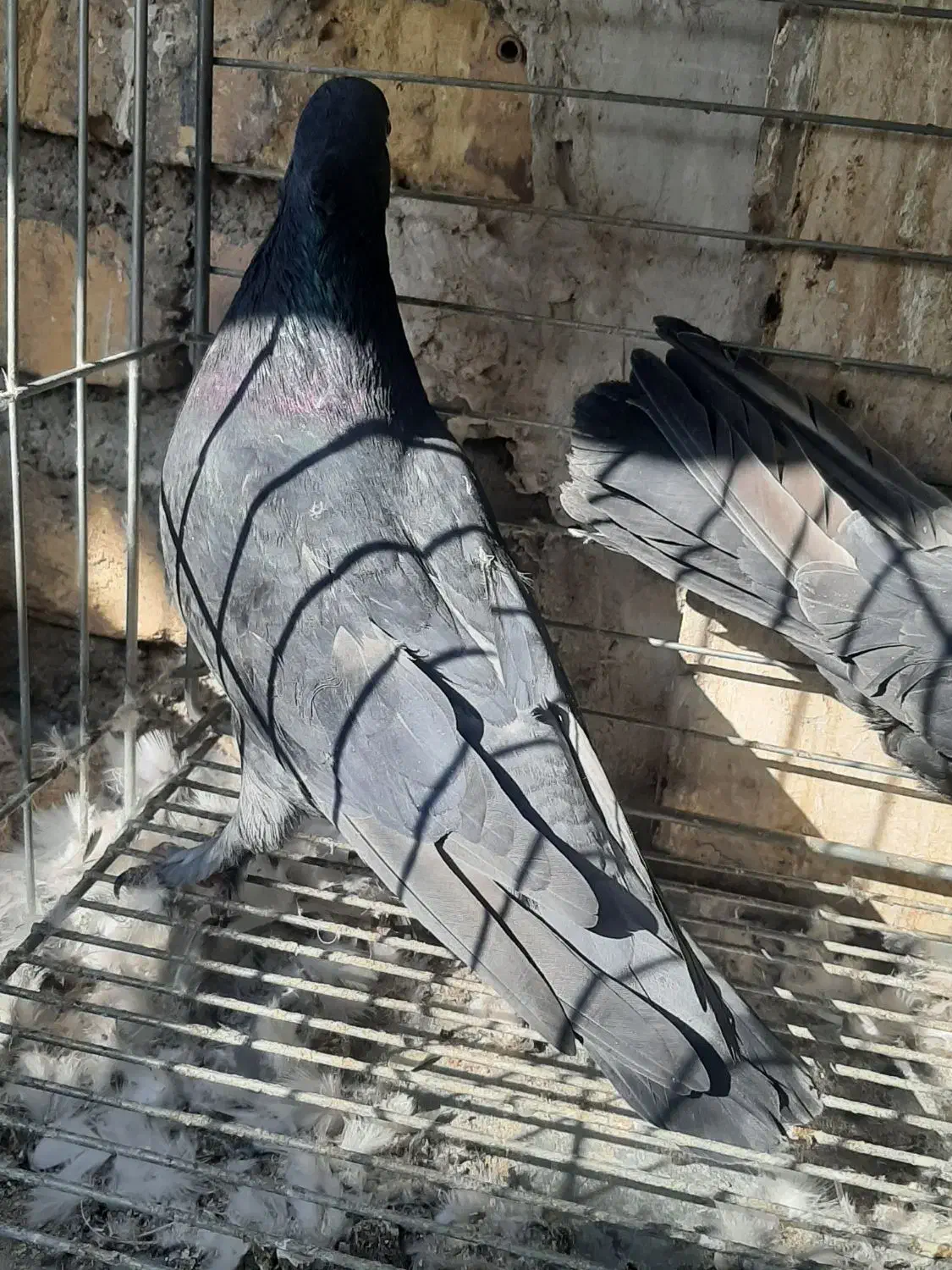 دوتا ماده سوسک کاکلی|پرنده|اردکان, |دیوار