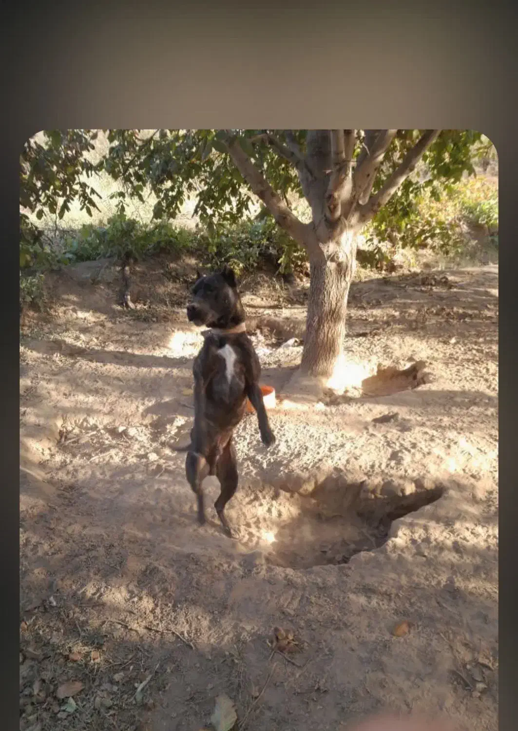 ژمن|سگ|میاندوآب, |دیوار