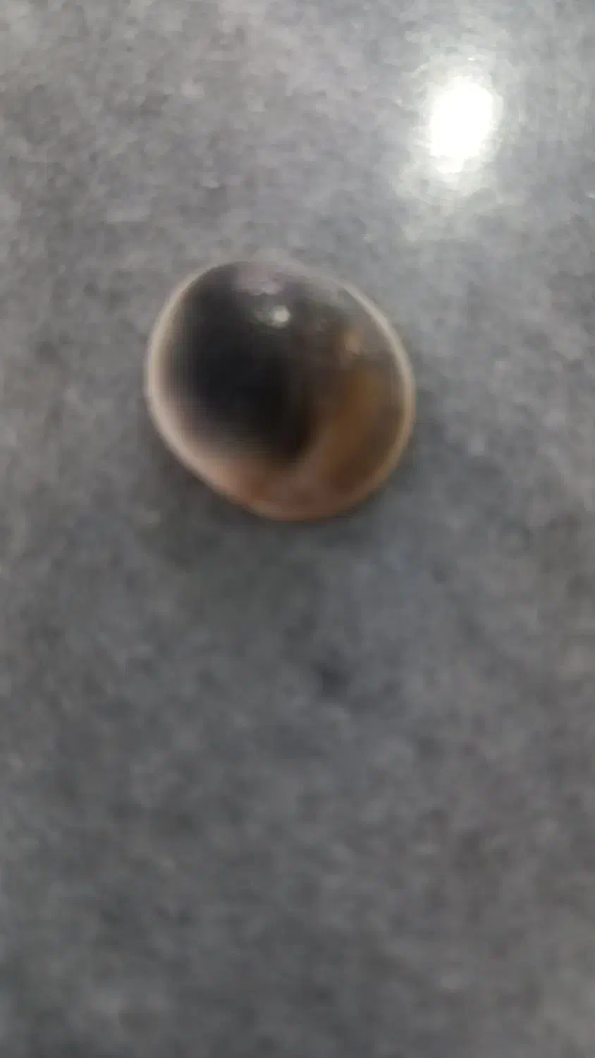 مهره|کلکسیون اشیاء عتیقه|پارس‌آباد, |دیوار