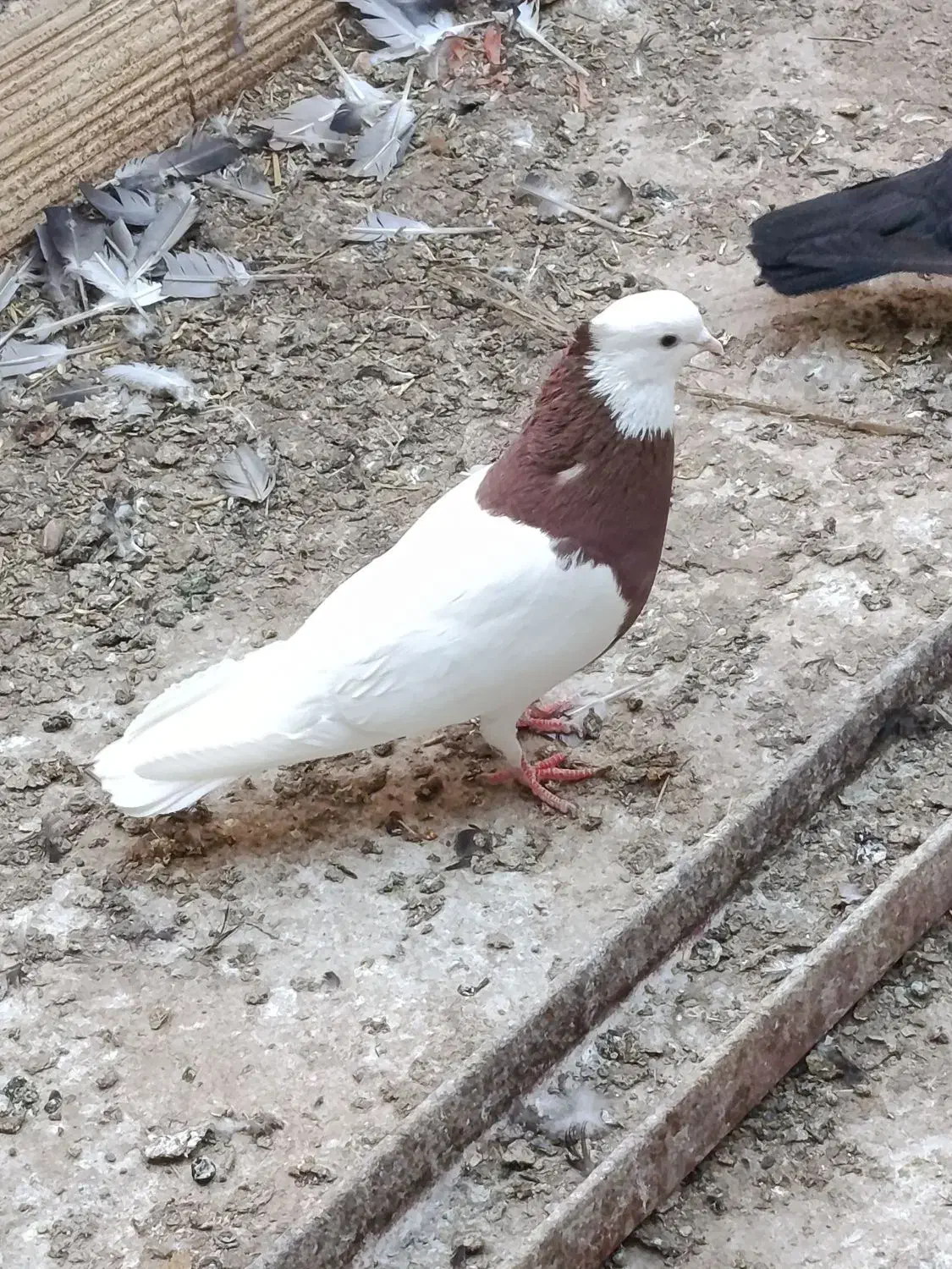 کبوتر|پرنده|بم, |دیوار