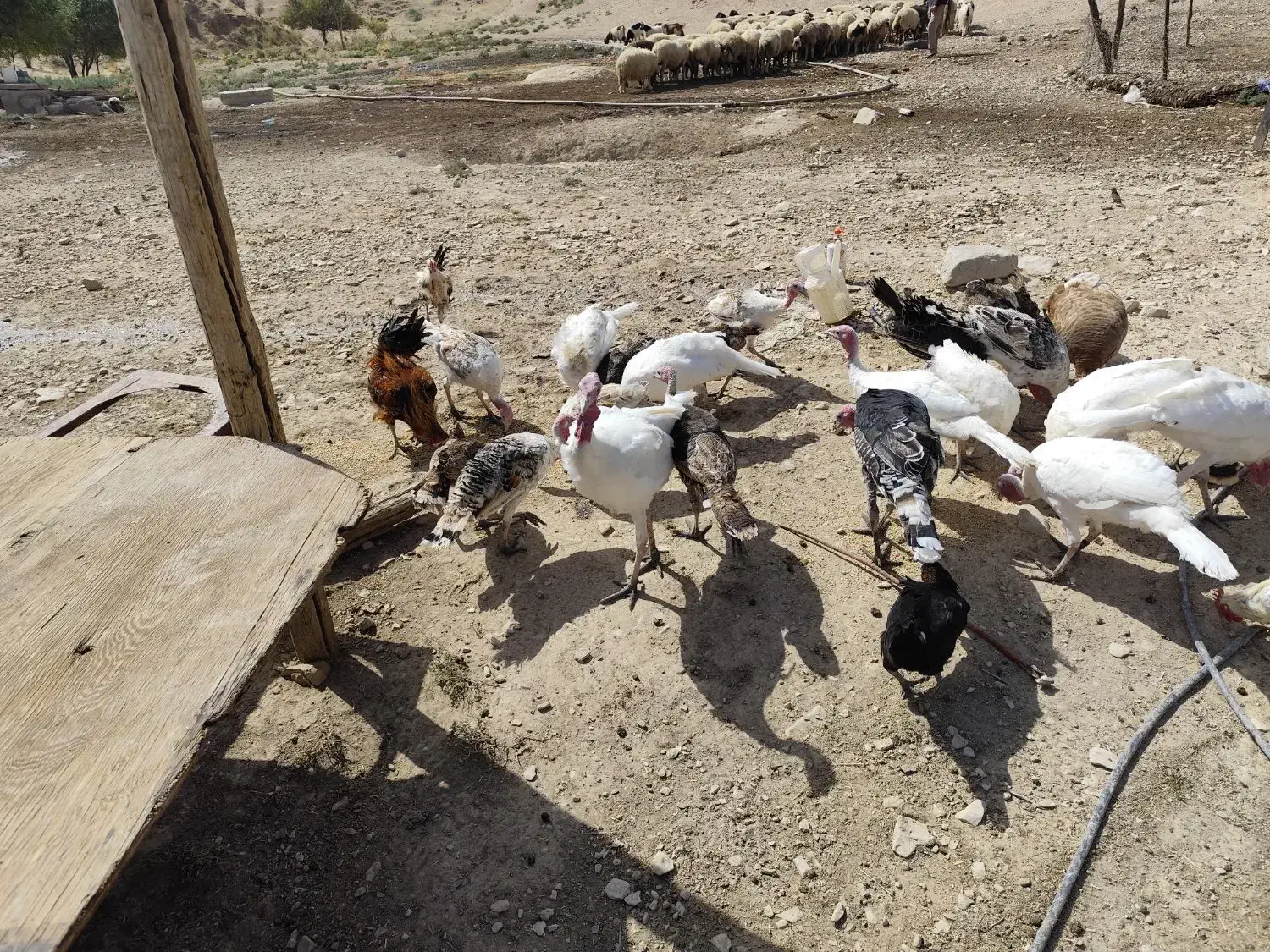 فروش بوقلمون محلی|حیوانات مزرعه|گیلان غرب, |دیوار