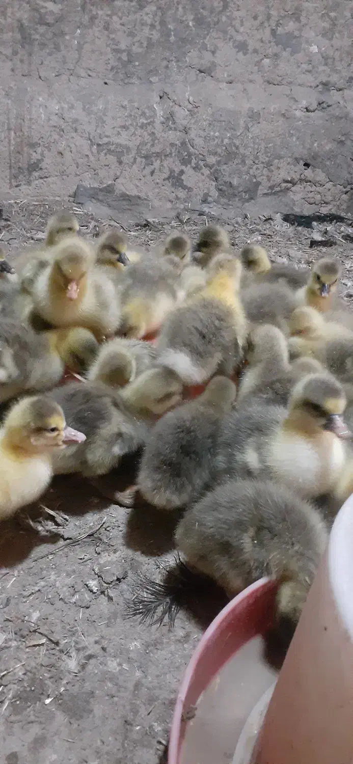 جوجه غاز|حیوانات مزرعه|سرشیو, |دیوار