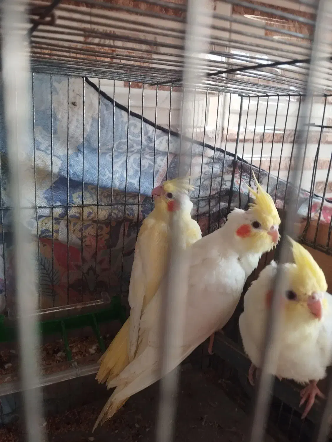 طوطی عروس سه ماه دست آموز|پرنده|رشت, جماران|دیوار