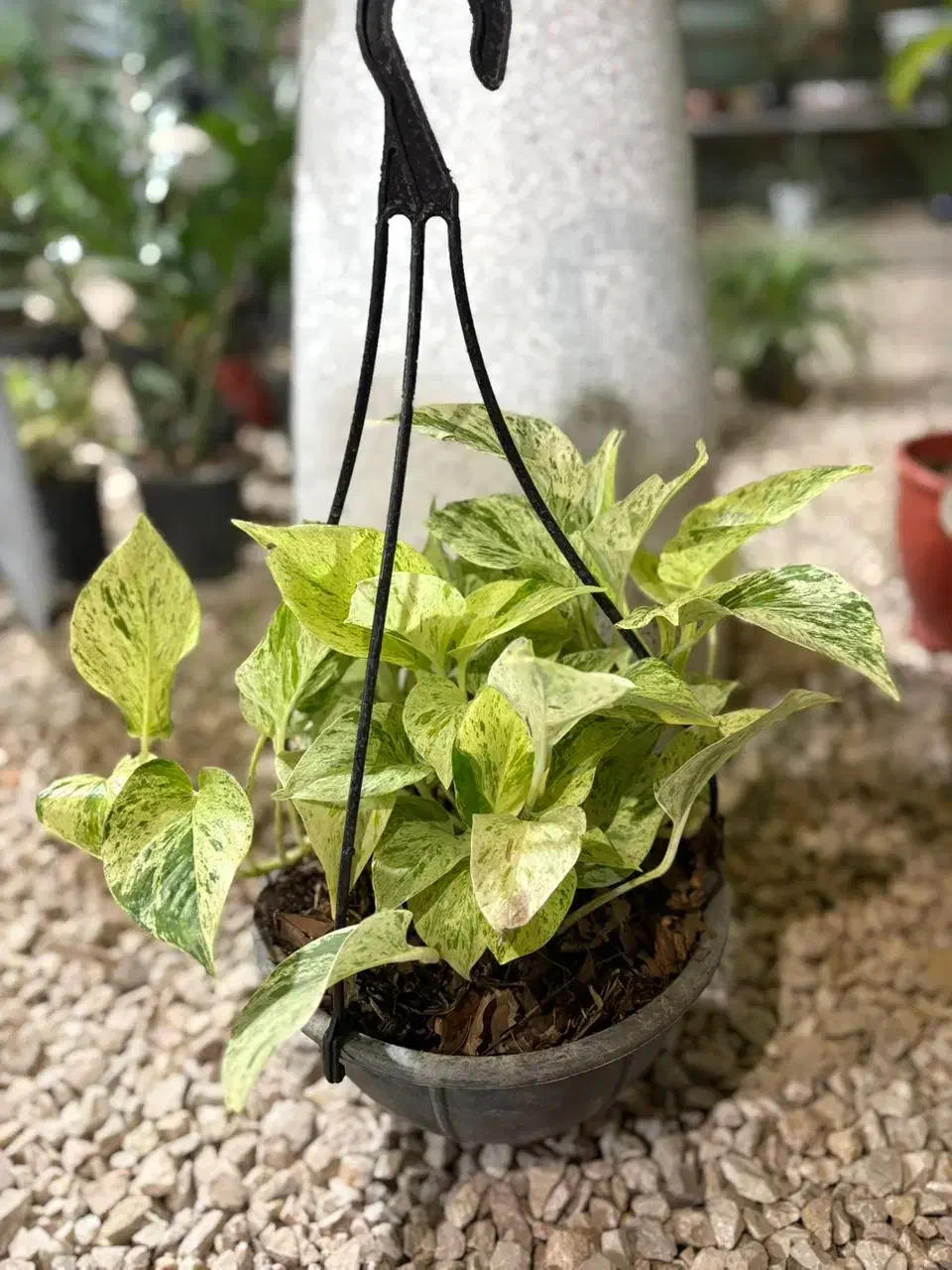 گلخانه شهر سبز|گل و گیاه طبیعی|کازرون, |دیوار