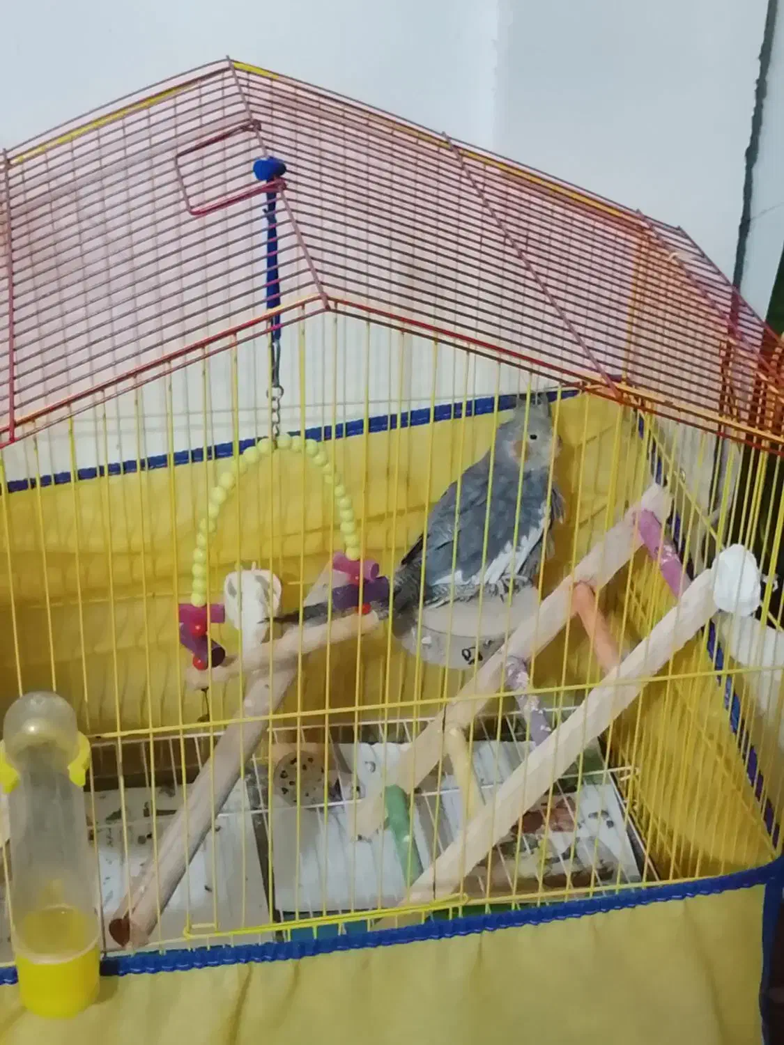 طوطی عروس نر|پرنده|رشت, آب آسیاب|دیوار