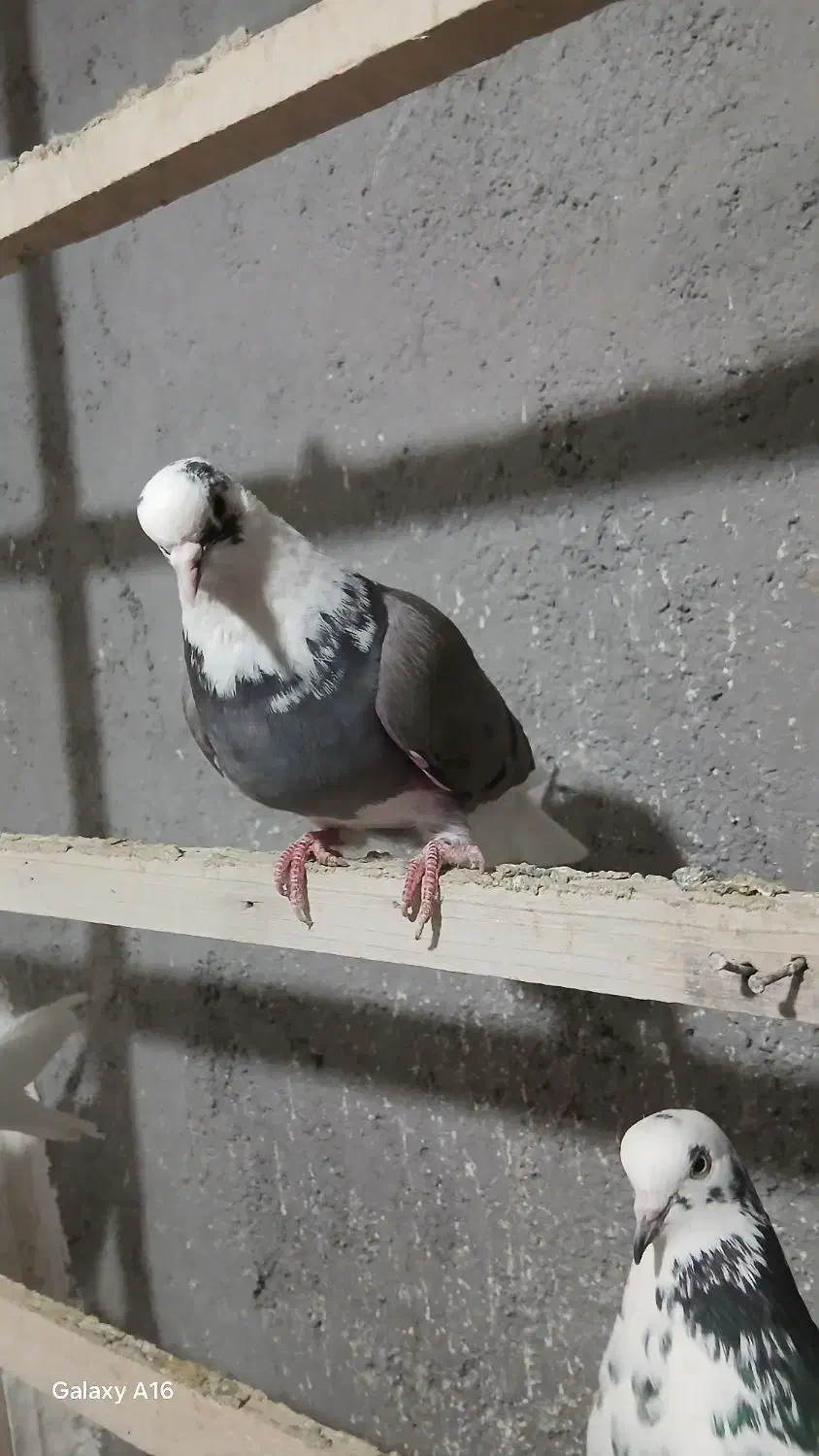 چند تا کبوتر خوب|پرنده|باغ حلی, |دیوار