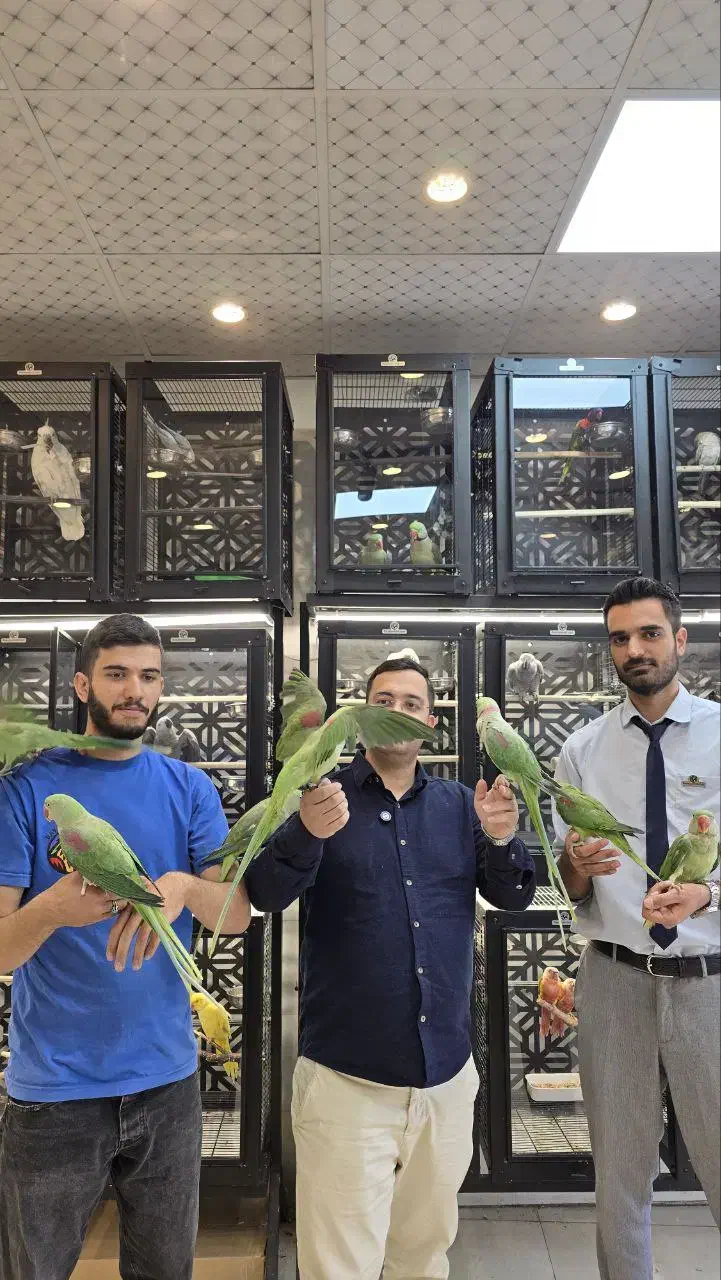 شاه طوطی|پرنده|تهران, آجودانیه|دیوار