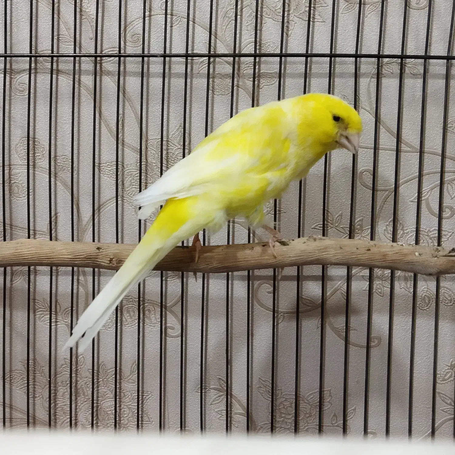 قناری رسمی دم بالای ۱۰.۵|پرنده|تبریز, |دیوار