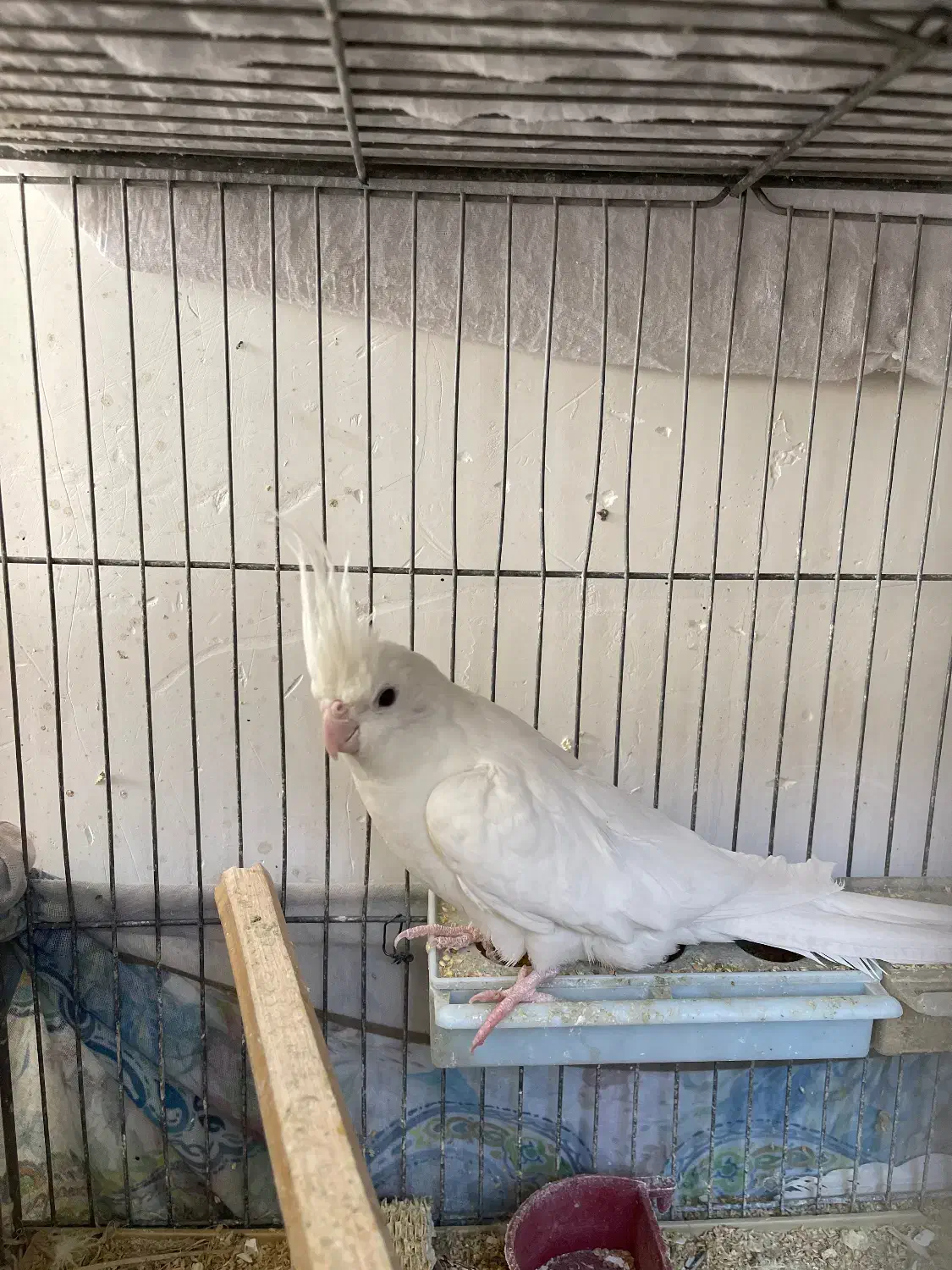 عروس هلندی|پرنده|مرودشت, ژیان|دیوار