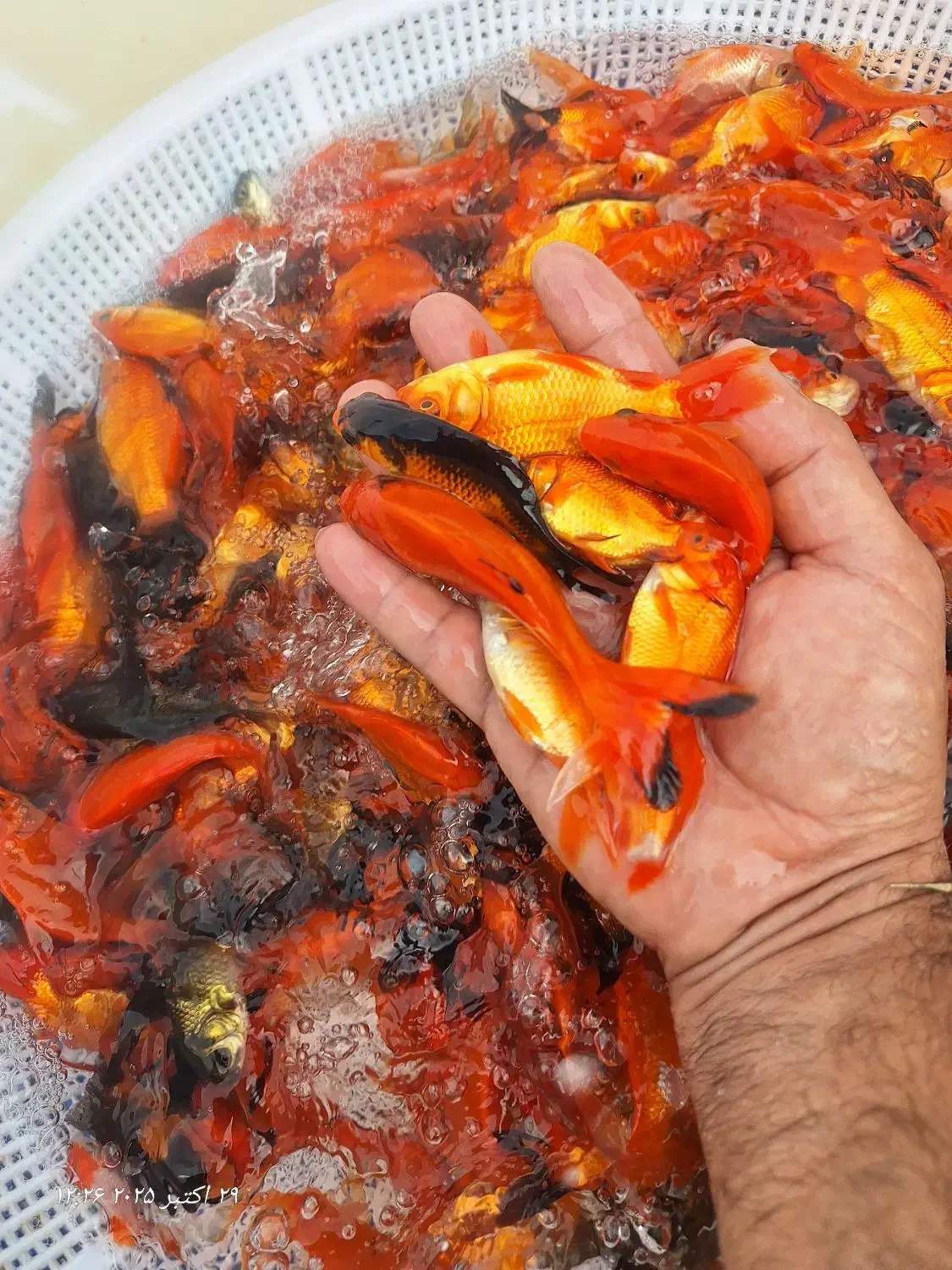 ماهی قرمز حدود ۳ بند|ماهی|سنگر, |دیوار