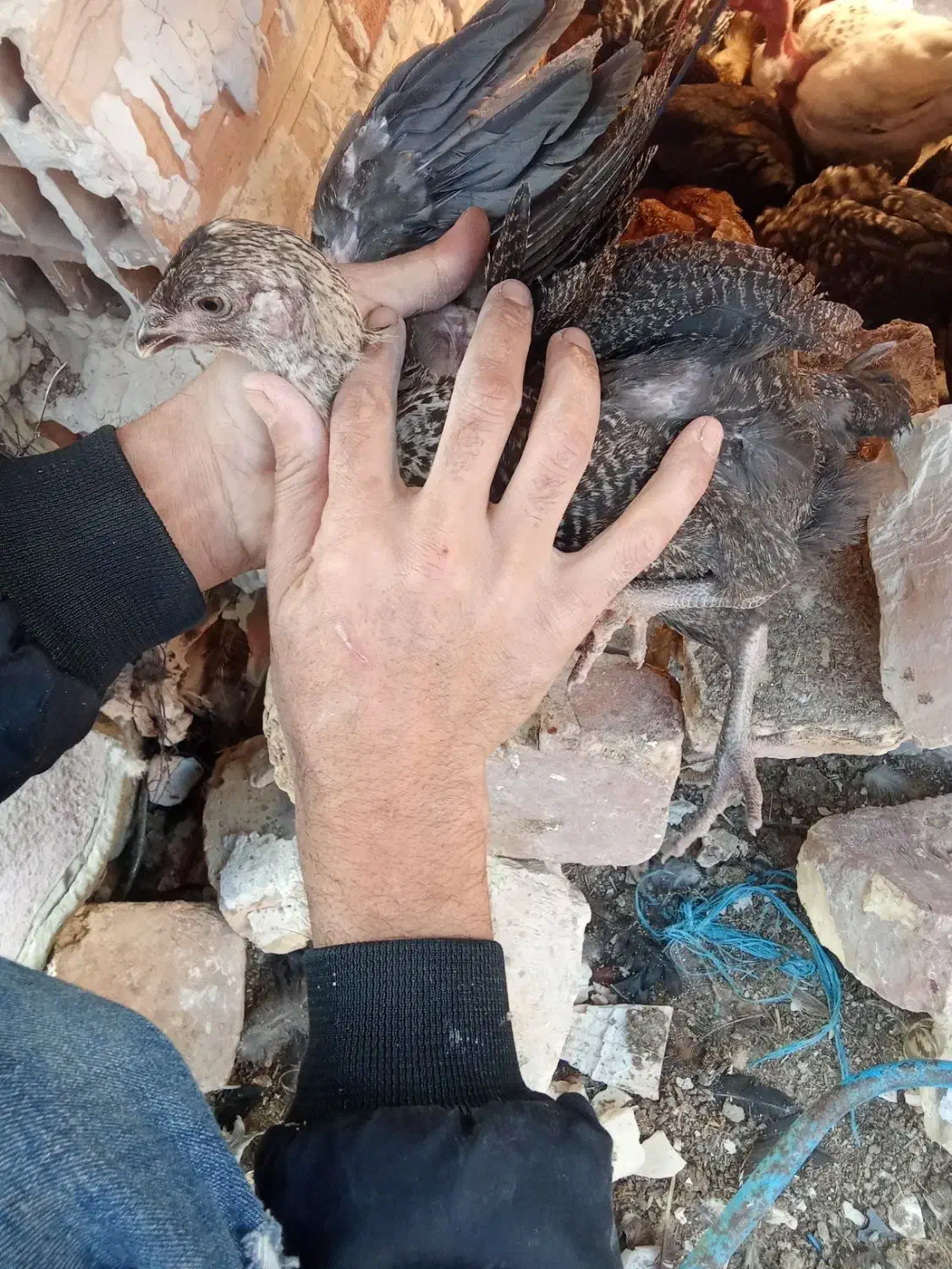 جوجه محلی|حیوانات مزرعه|زابل, |دیوار