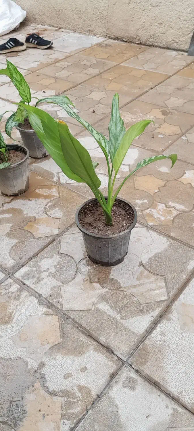 فروش گل خانگی|گل و گیاه طبیعی|میاندوآب, |دیوار