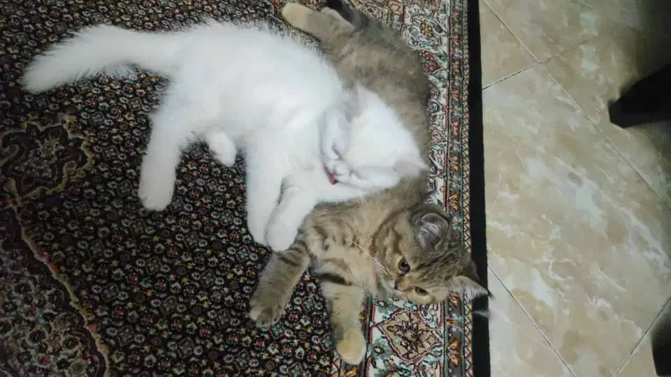 بریتیش اصیل|گربه|تبریز, |دیوار