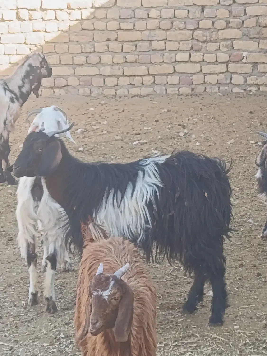 تعدادی بز و بزغاله نر و ماده|حیوانات مزرعه|جعفرآباد, |دیوار