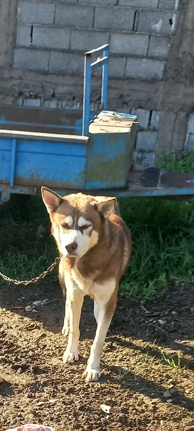 سگ هاسکی|سگ|فومن, |دیوار