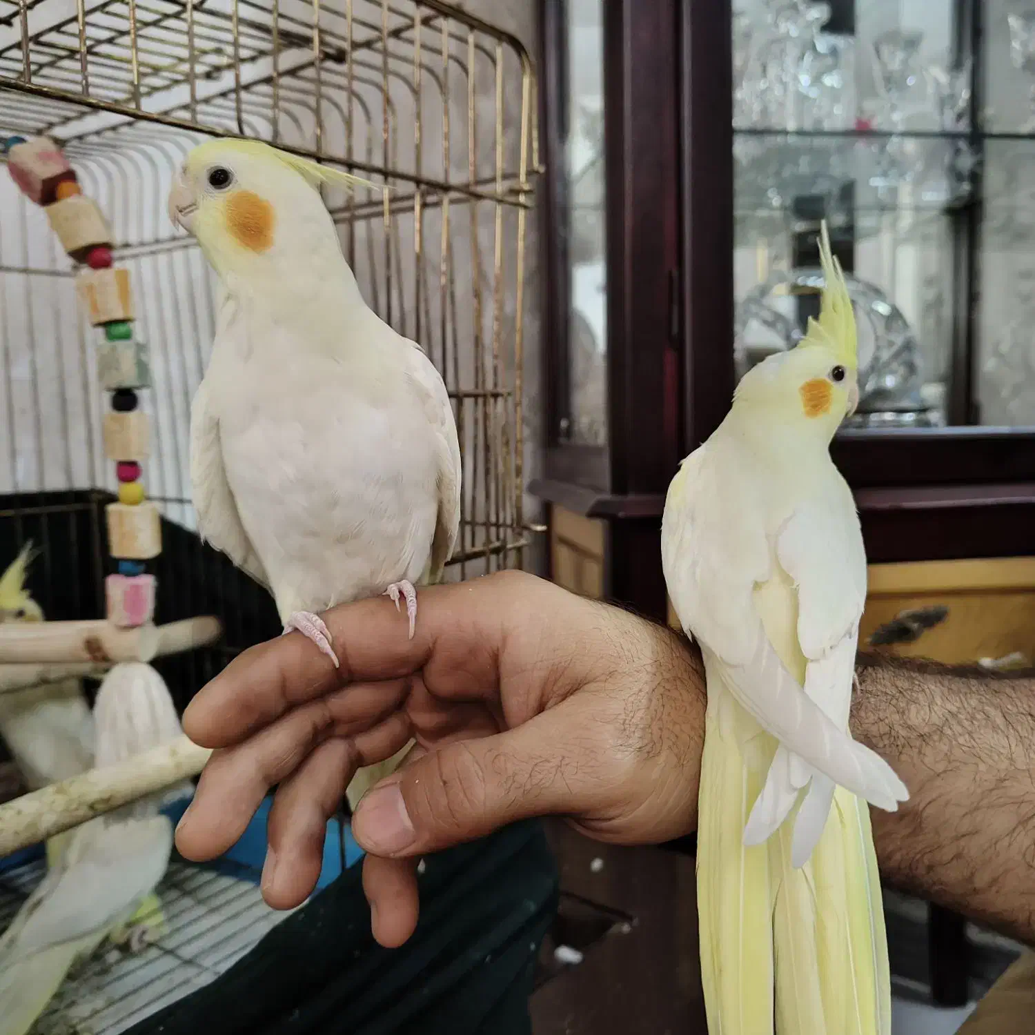 عروس هلندی لوتینو|پرنده|قم, پردیسان|دیوار