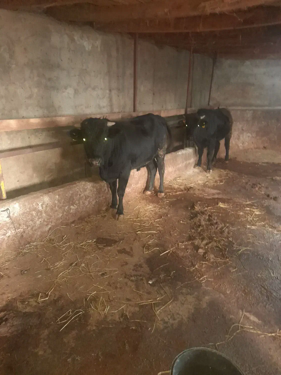 ۱۰ عدد گاو گوساله نر کردی و دورگ|حیوانات مزرعه|رستمآباد, |دیوار