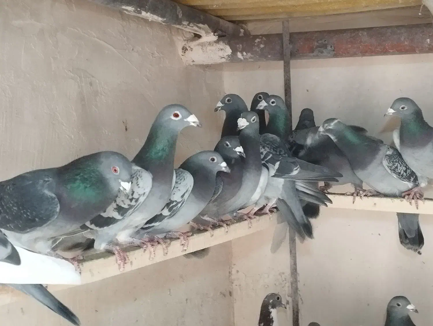 کبوتر مسافتی|پرنده|نوشین شهر, |دیوار