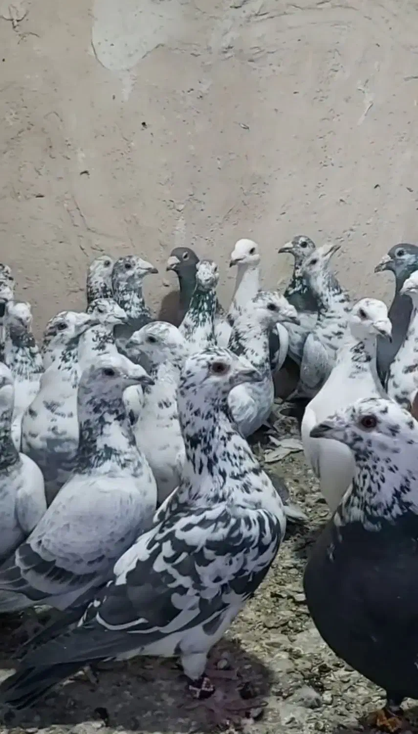 کبوتر|پرنده|شیراز, کوزه گری|دیوار