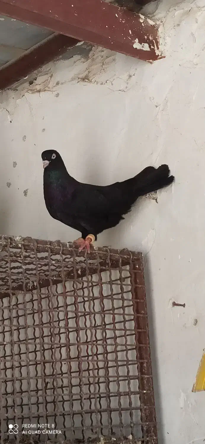 زاغ آبادانی|پرنده|بندر کنگان, |دیوار