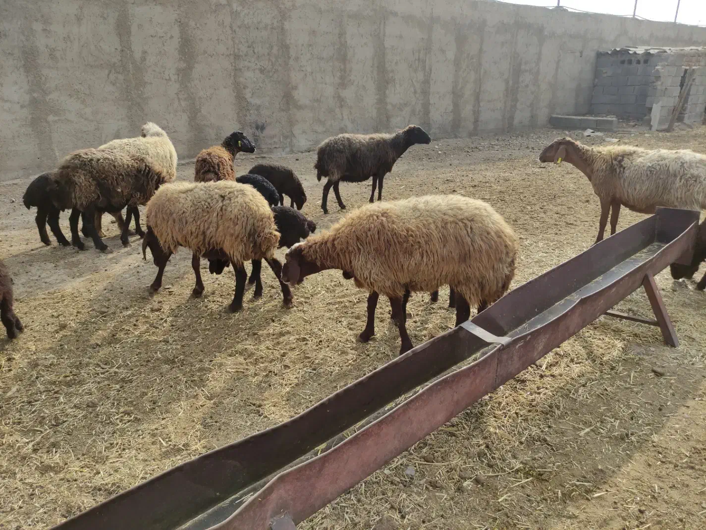 حیوانات مزرعه|حیوانات مزرعه|شاهرود, |دیوار