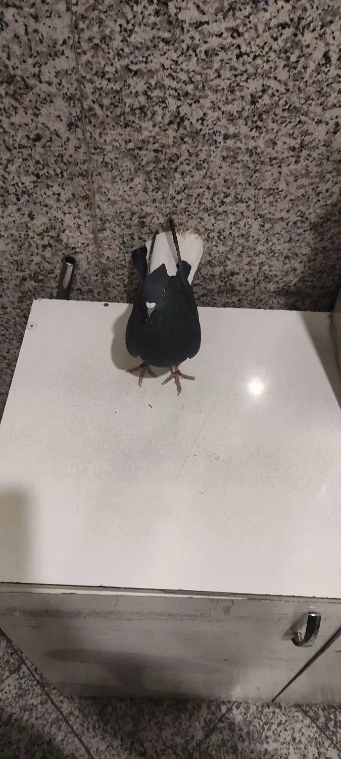 زاغ دم سفید نر و ماده|پرنده|تهران, شهرک طالقانی|دیوار