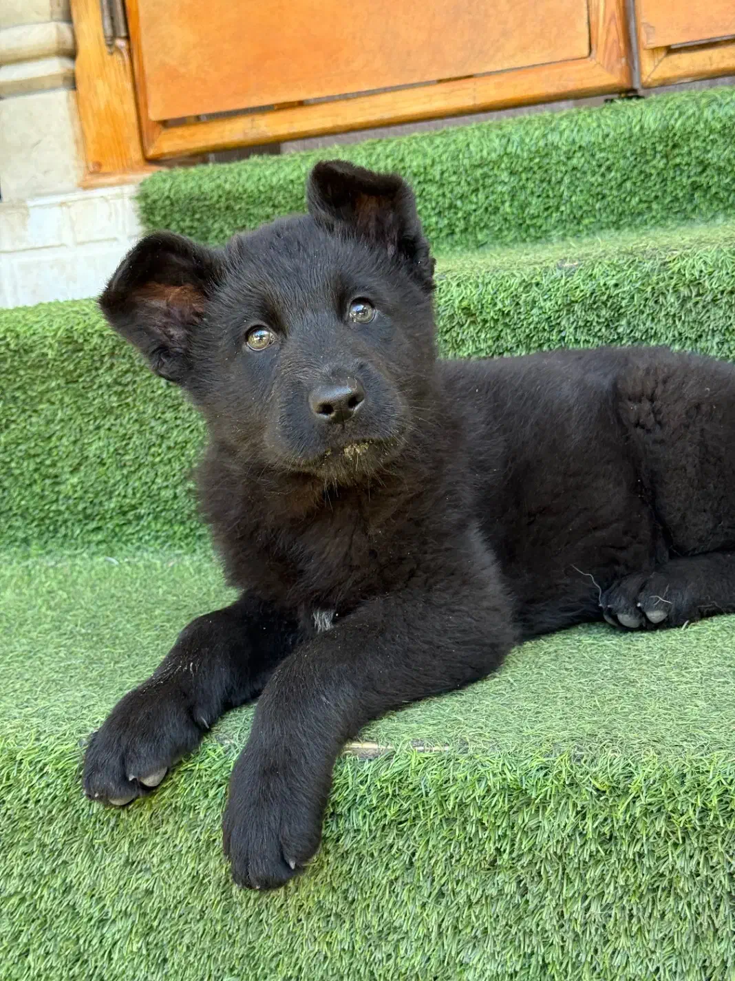 توله ژرمن|سگ|رشت, بلوار گیلان|دیوار