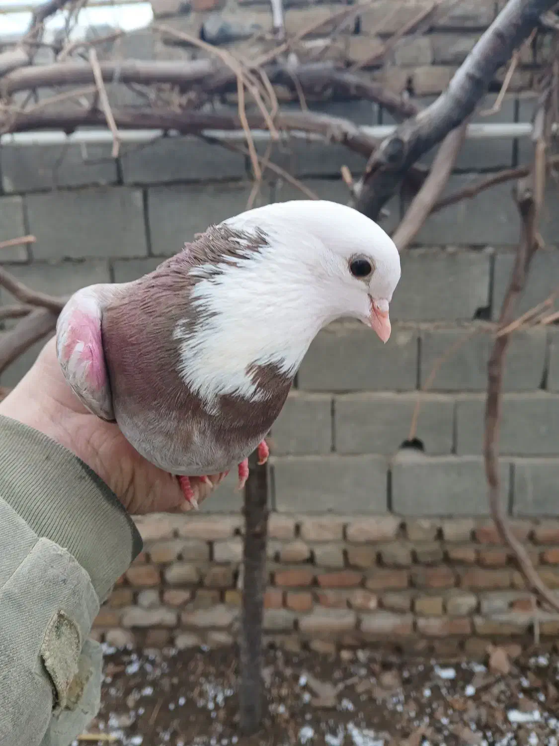 کبوترشازده|پرنده|سیلاخور, |دیوار