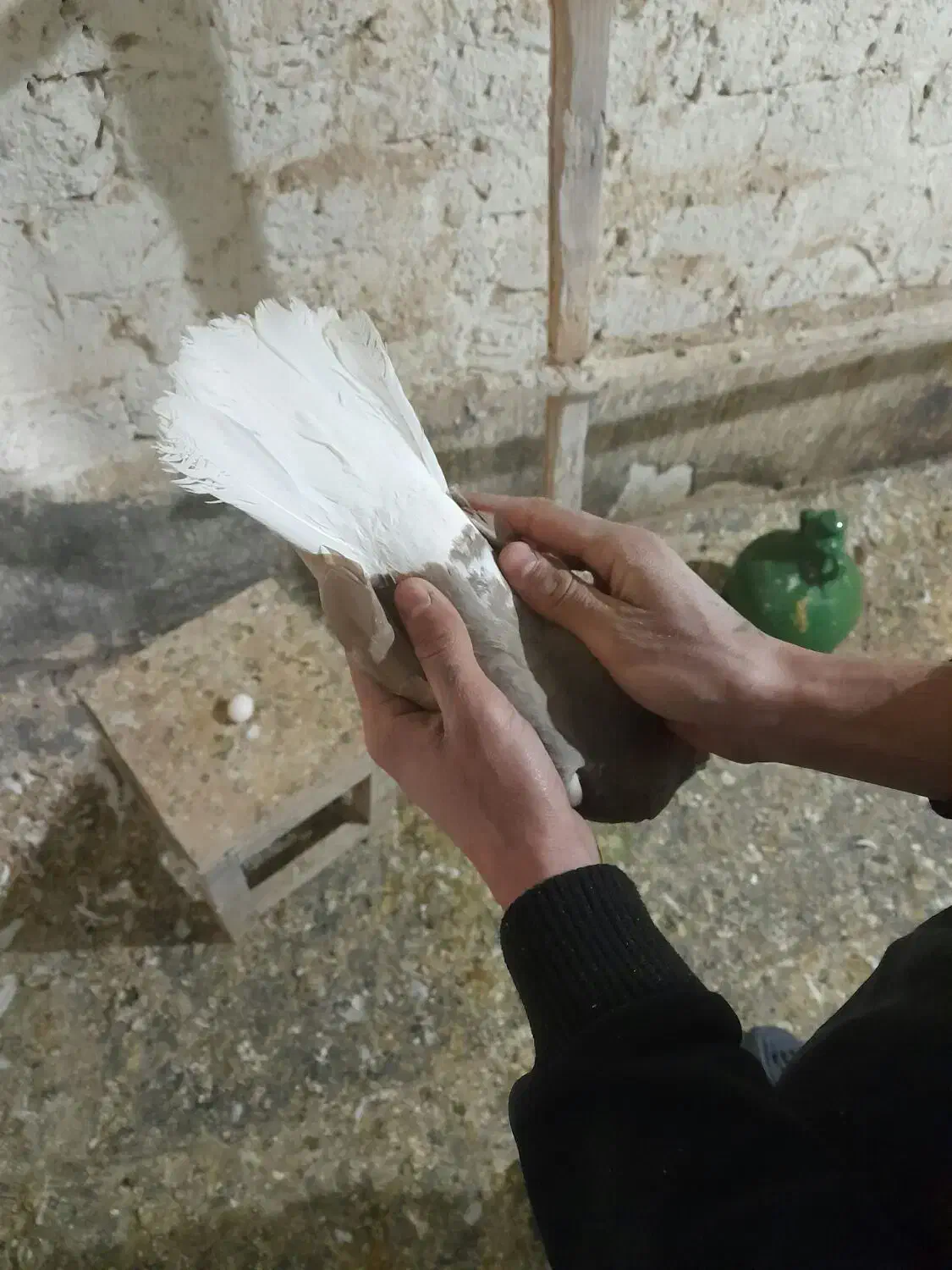 دمسفید|پرنده|قم, چهار مردان|دیوار