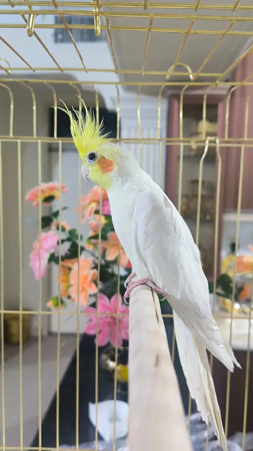 عروس هلندی|پرنده|محمدیه-قزوین, |دیوار