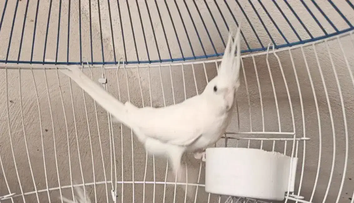 عروس هلندی البینو|پرنده|خورموج, |دیوار