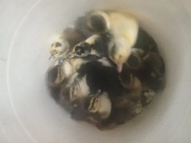 جوجه|حیوانات مزرعه|رشت, حمیدیان|دیوار