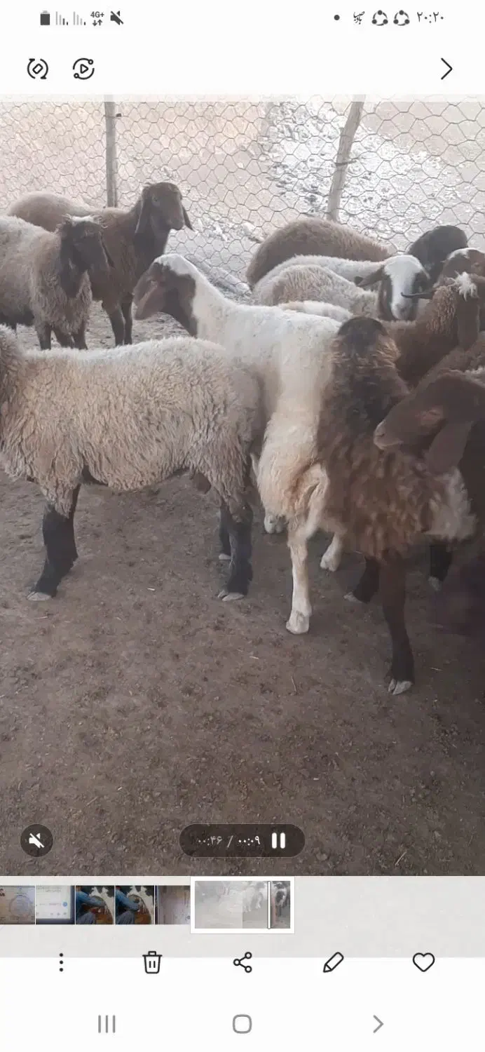 بره فروشی|حیوانات مزرعه|سوری, |دیوار