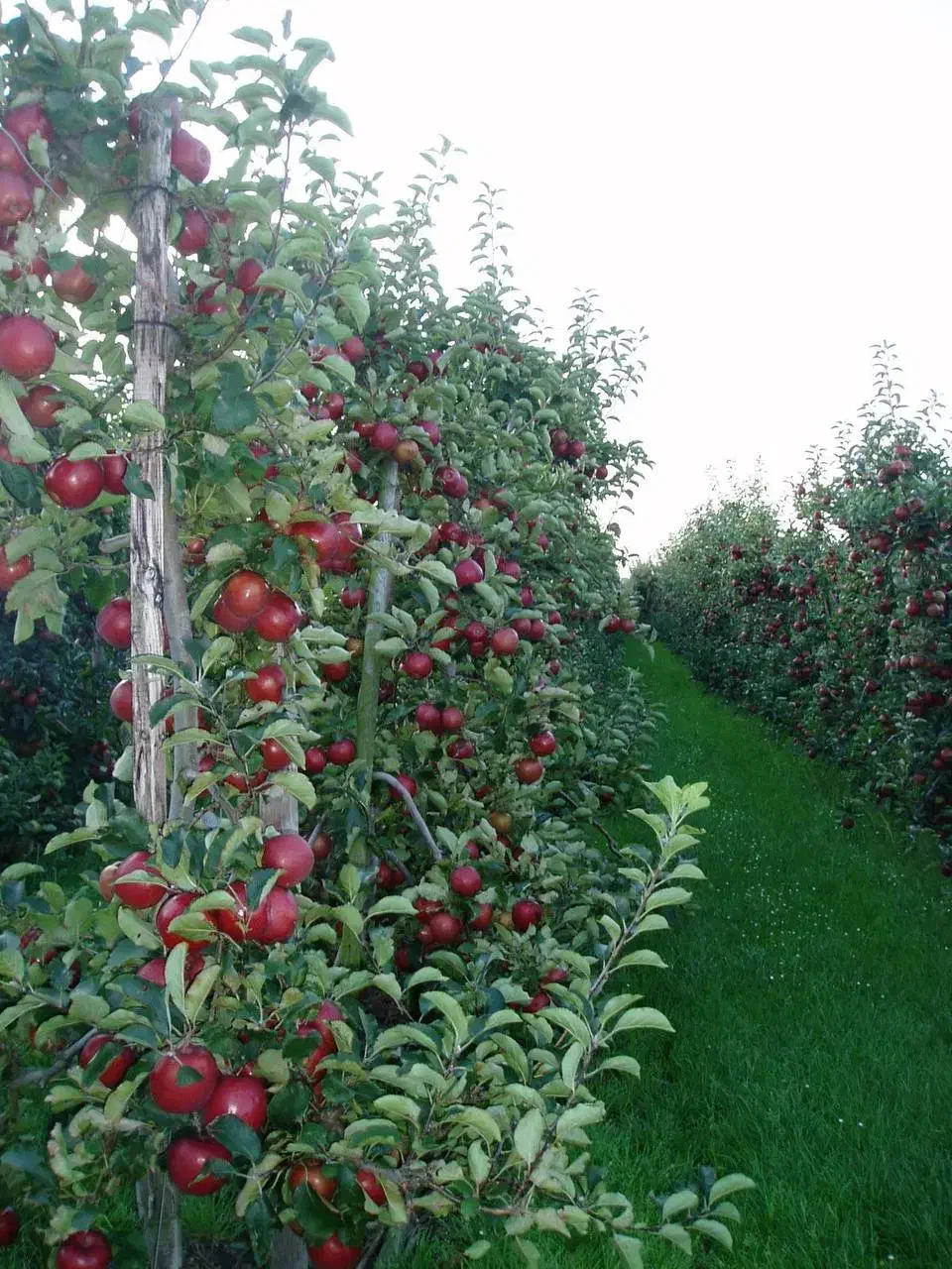 نهال سیب مالینگ M7 پایه نیمه‌پاکوتاه|خدمات باغبانی و درختکاری|اشنویه, |دیوار