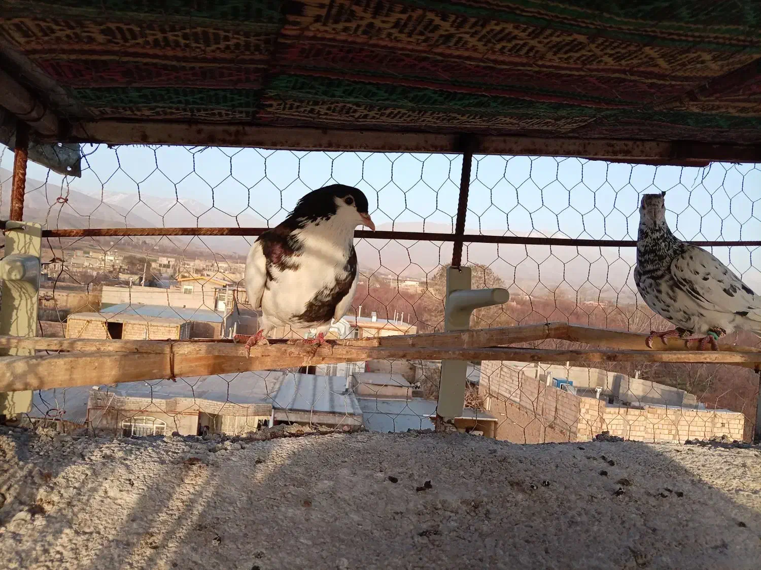 کفتر عالی|پرنده|نیشابور, مازول|دیوار