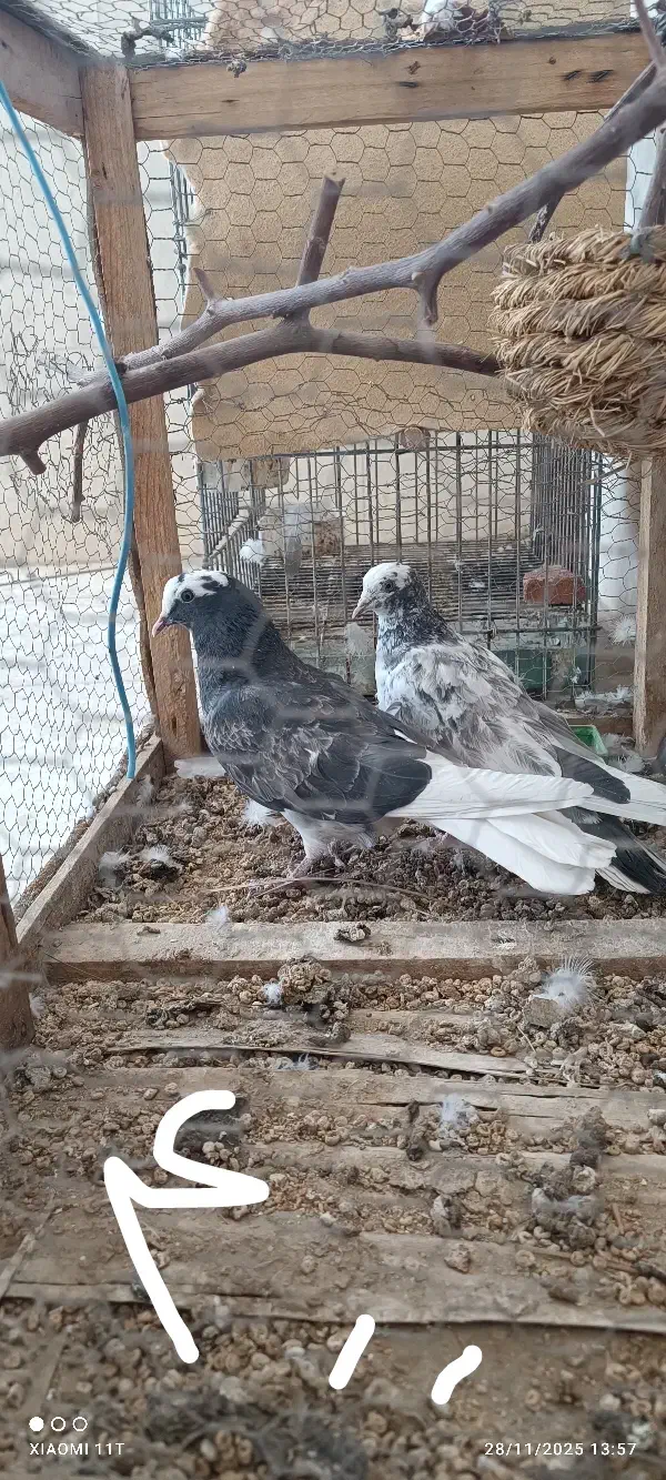 کبوتر عتیقه|پرنده|ایرانشهر, |دیوار