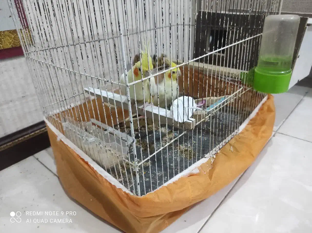 عروس هلندی لوتیو|پرنده|بندر ماهشهر, |دیوار