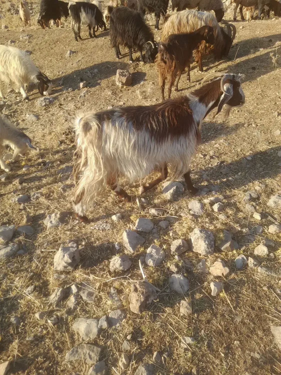 بز  کوردی|حیوانات مزرعه|کارزان, |دیوار