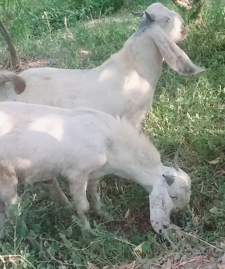 دوتا بزغاله نر اصل پاکستانی|حیوانات مزرعه|هشتگرد, تهران دشت|دیوار