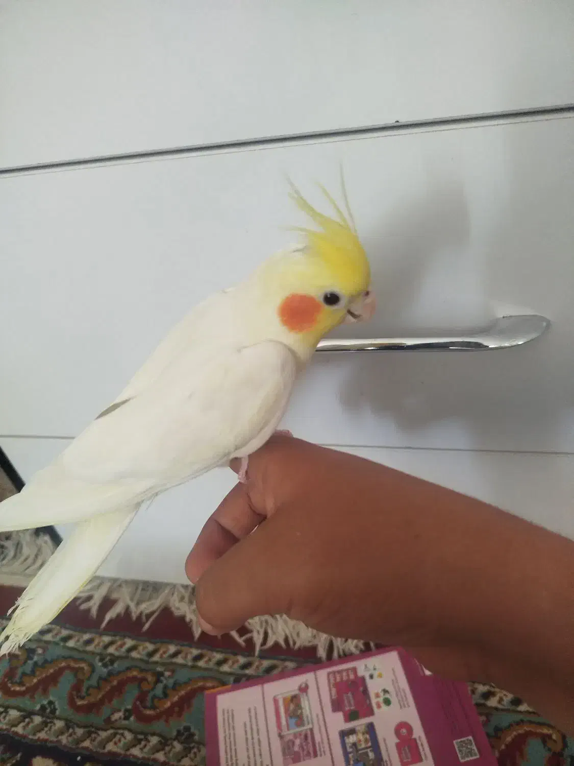 عروس هلندی|پرنده|سبزوار, فرهنگیان|دیوار