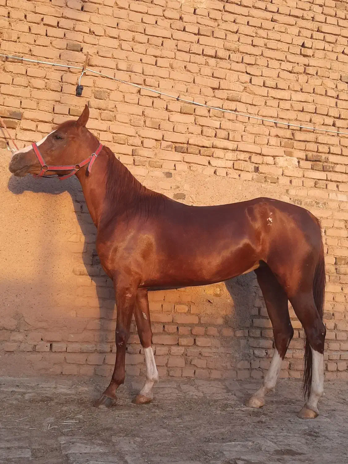 اسب کرد|اسب و تجهیزات اسب‌سواری|سبزوار, قصبه شرقی|دیوار