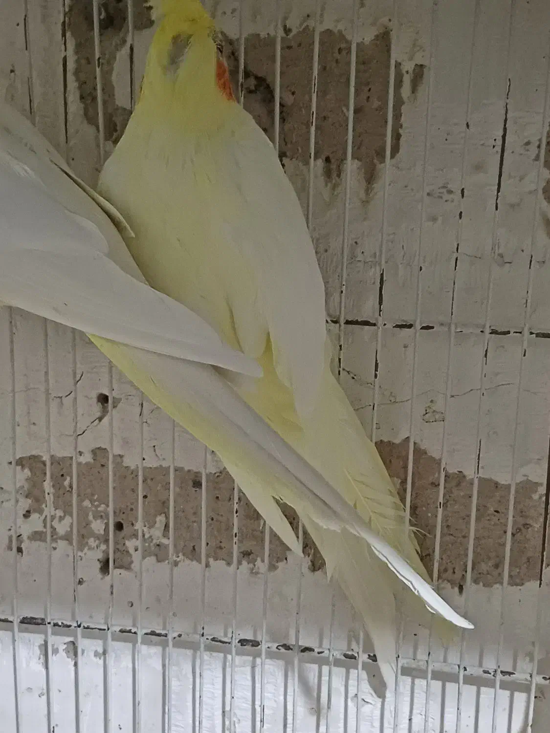 عروس مولد فروش معاوضه بادوچرخه قناری گلدین کفتر|پرنده|مشهد, سرافرازان|دیوار