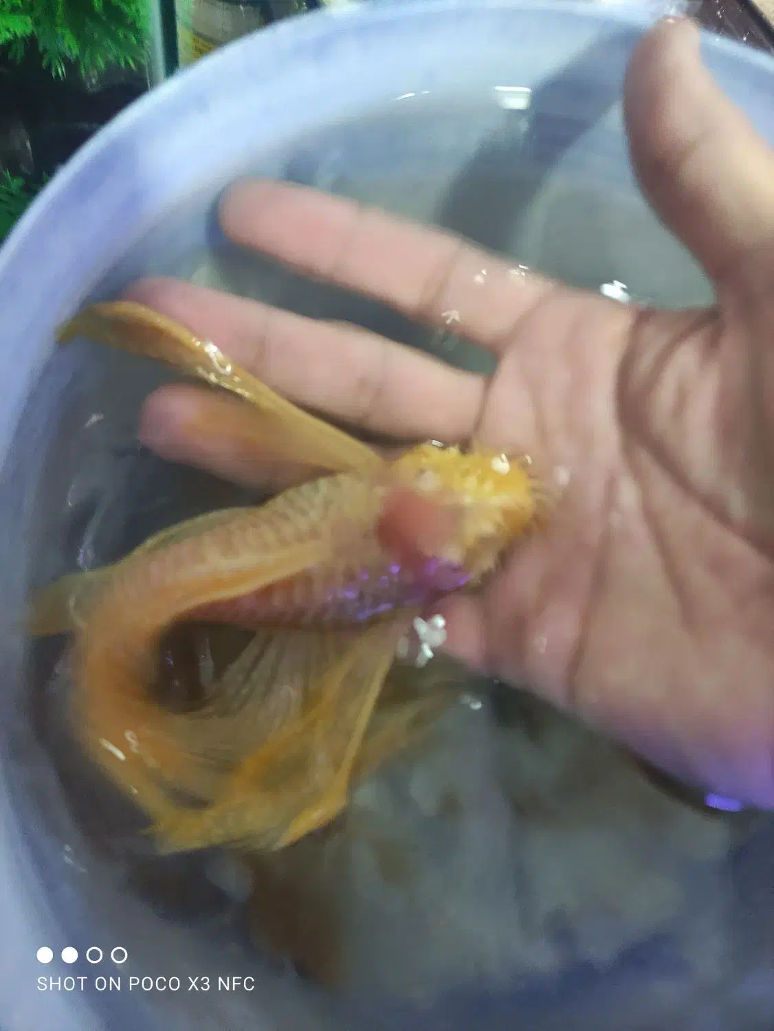 آکواریوم ماهی|ماهی|ارومیه, |دیوار