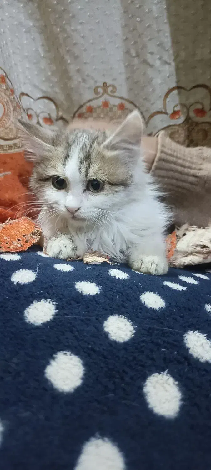 واگذاری گربه سفید پرشین|گربه|زابل, |دیوار