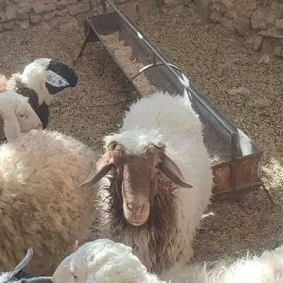 قوچ|حیوانات مزرعه|نیمبلوک, |دیوار