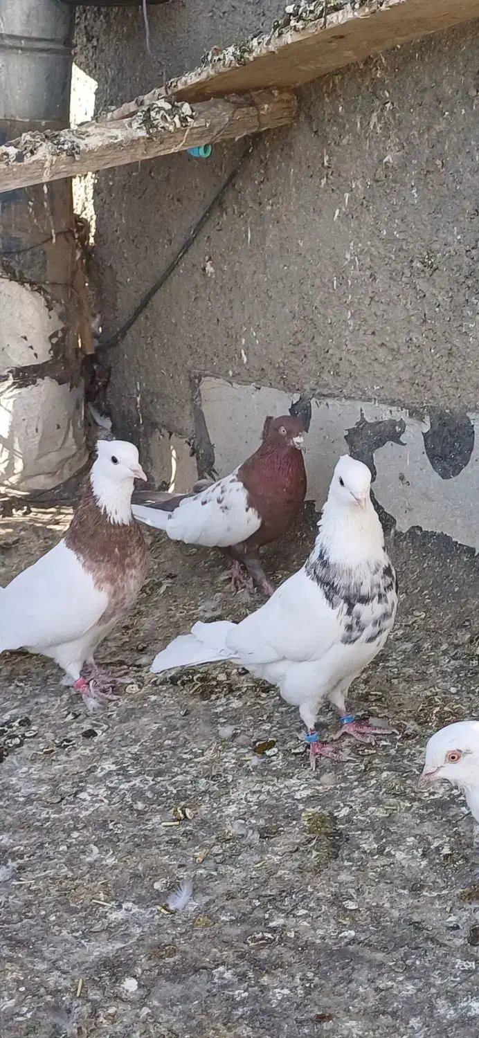 چندعددطوقیباناوردمسفیددمسیاه|پرنده|اسدآباد, |دیوار