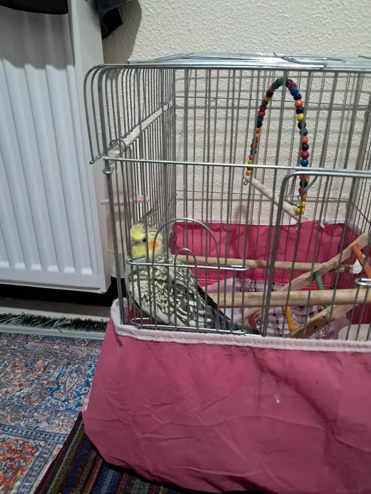 عروس هلندی نر سنخنگو|پرنده|شاهینشهر, شهرک ردانی پور|دیوار