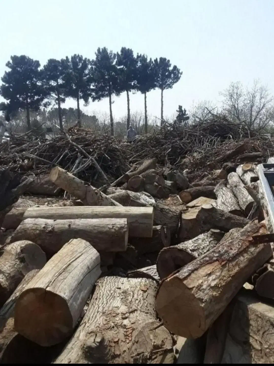 خرید چوب و درخت|خدمات باغبانی و درختکاری|بیرجند, |دیوار