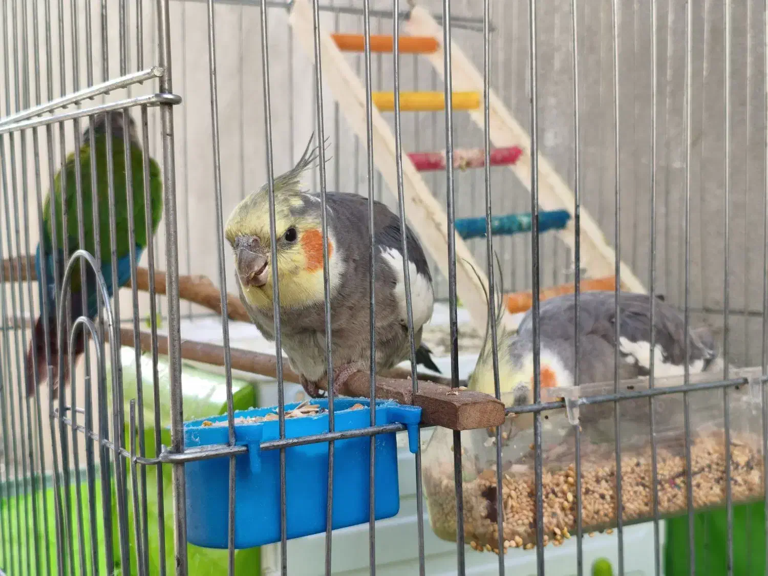 دو عروس هلندی فول اهلی با قفس کاسکویی و وسایل|پرنده|پیرانشهر, |دیوار